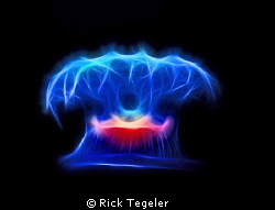 Close encounters.......  Jellyfish. by Rick Tegeler 